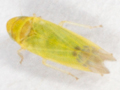 Eupteryx filicum